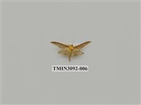 藏品(螟蛾102)的圖片